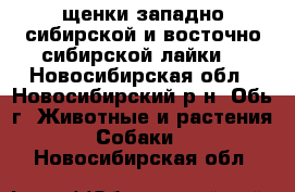 щенки западно-сибирской и восточно-сибирской лайки. - Новосибирская обл., Новосибирский р-н, Обь г. Животные и растения » Собаки   . Новосибирская обл.